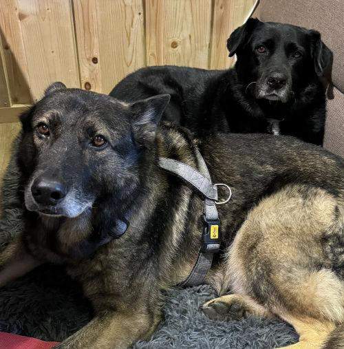 psy do adopcji w schronisku