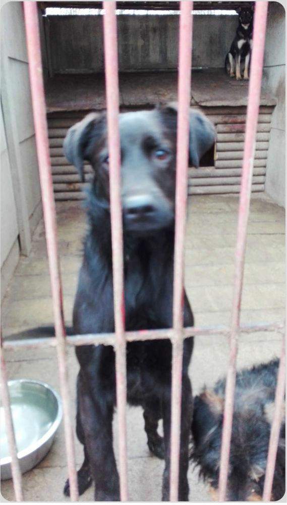 pies leon schronisko jędrzejewo