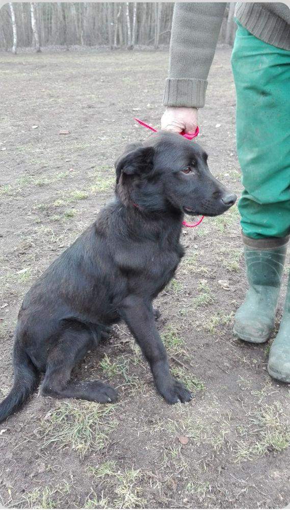 pies leon schronisko jędrzejewo