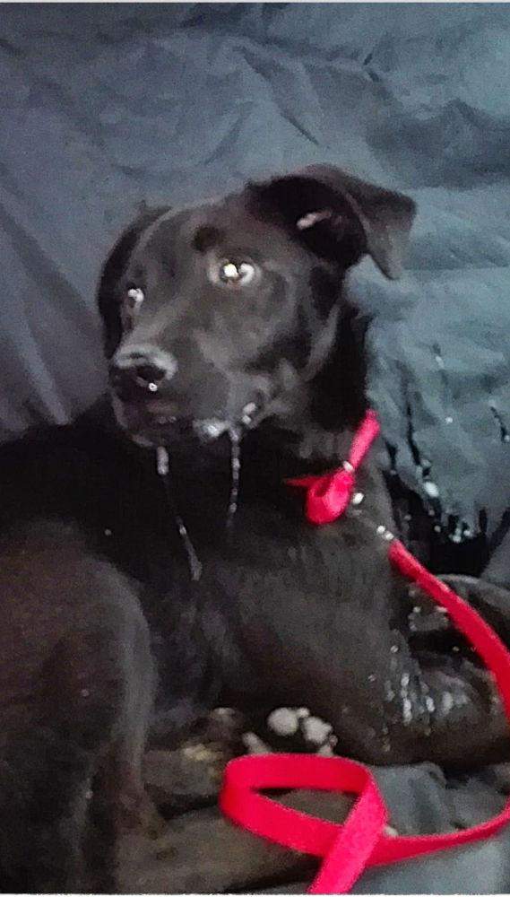 pies leon w drodze do domu