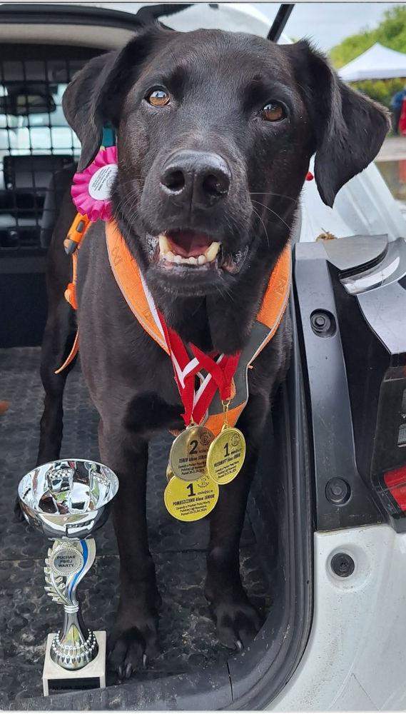 pies leon po zawodach z medalami