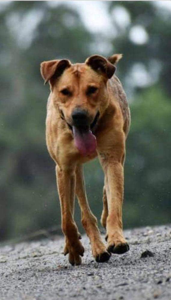 pies triss schronisko