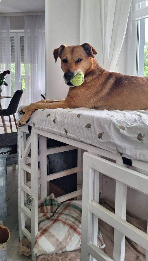 pies triss legowisko