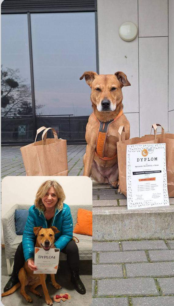 pies triss dyplom nose work