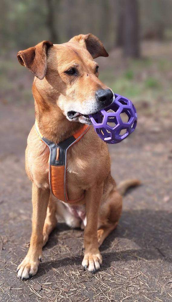 pies triss na spacerze