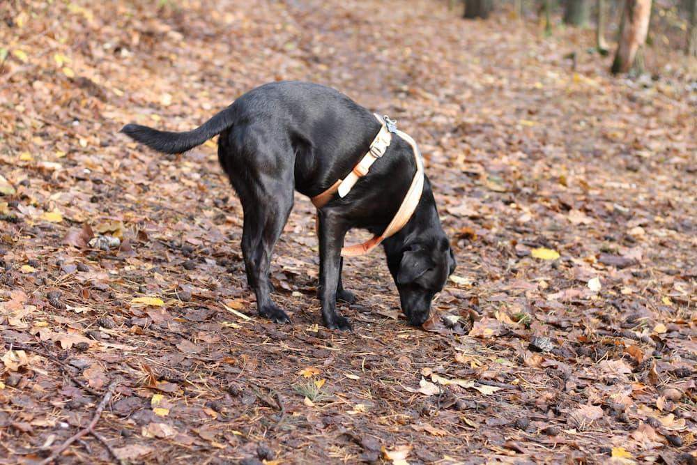 detekcja przyrodnicza psy pies