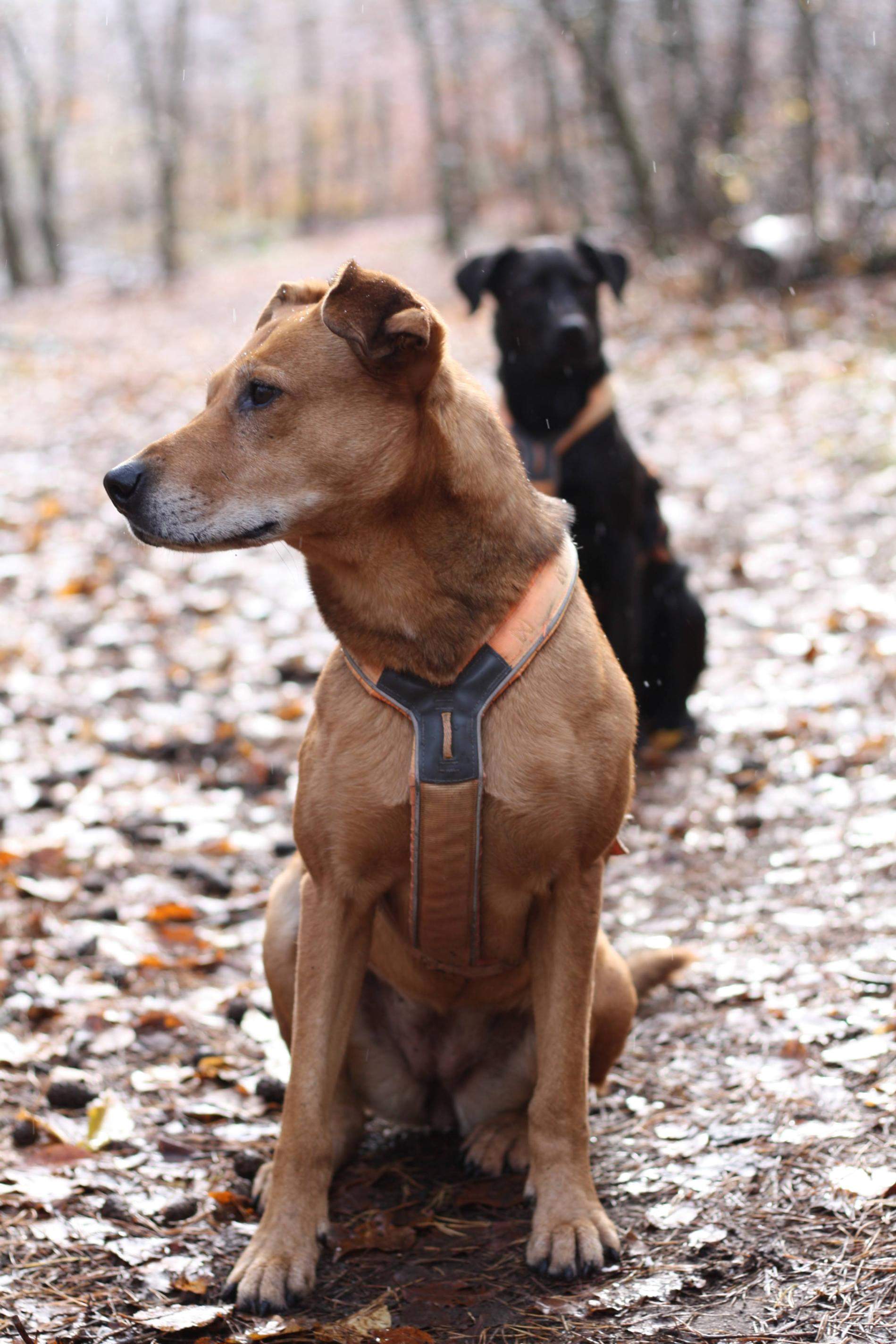 psy bawiące się w lesie