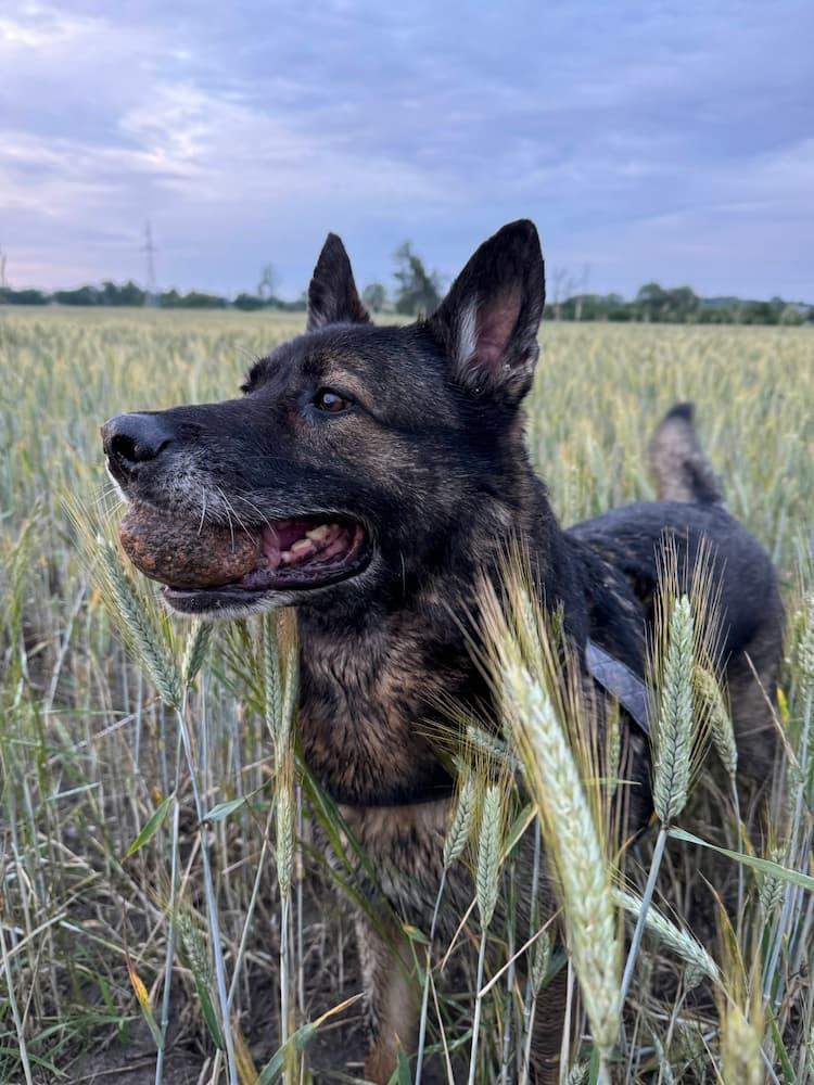 pies na łące z truflami pies szkolony