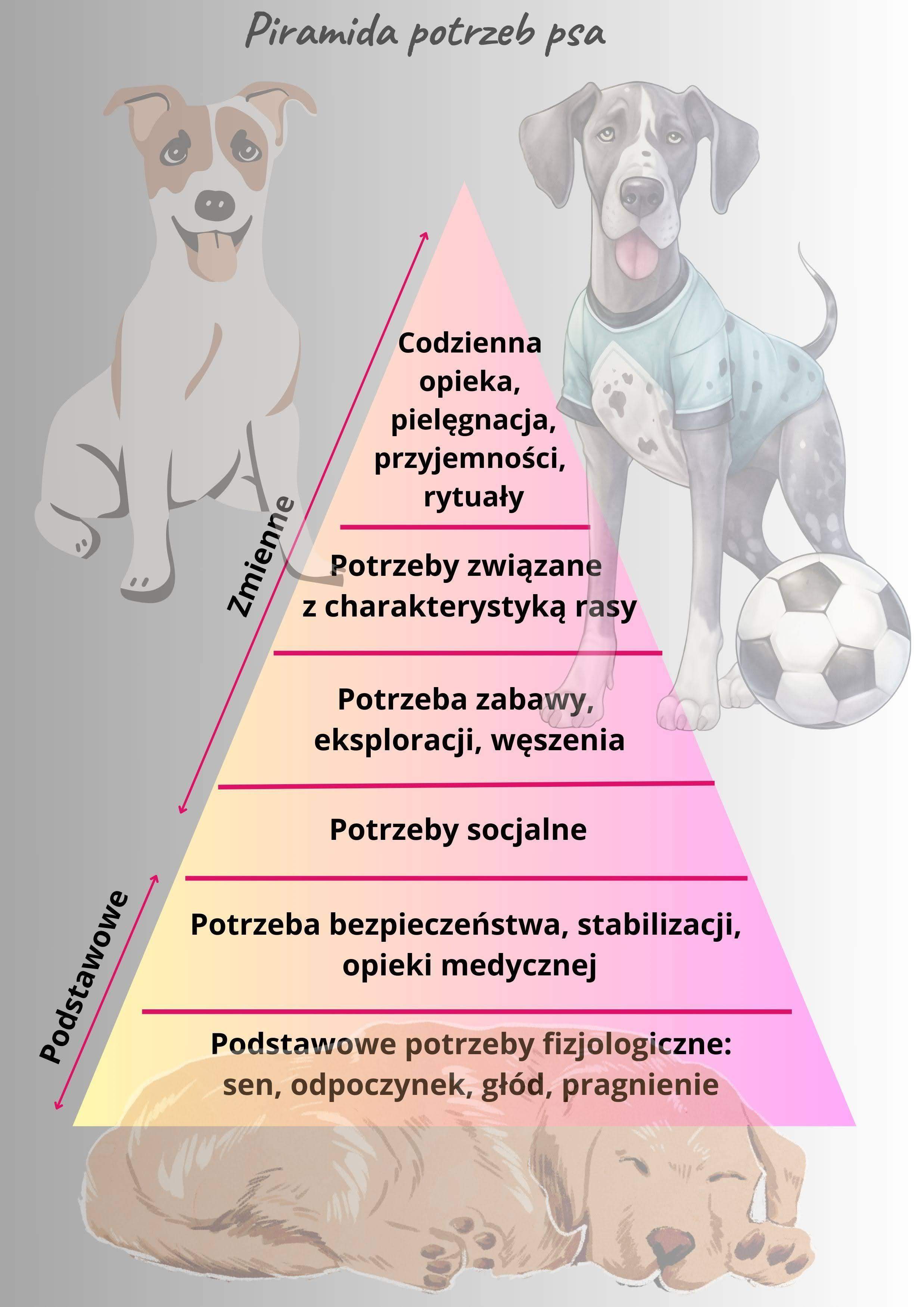 piramida potrzeb psa