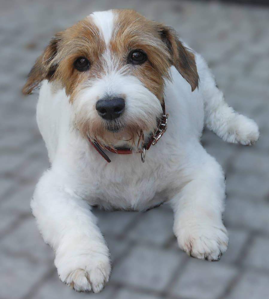 piesek pociecha ze schroniska